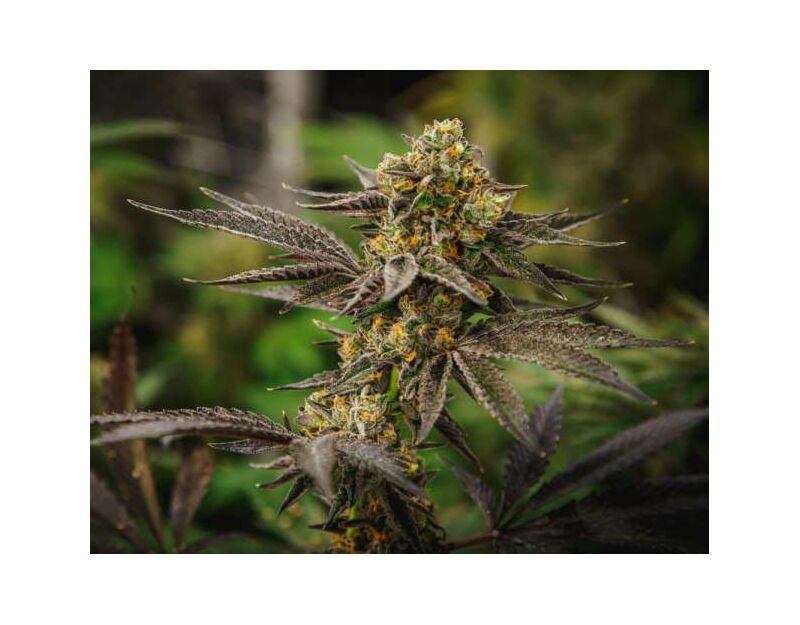 Grandpa`s Diesel genetics, Фасовка: 3+1